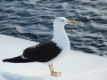DSCF1197.JPG